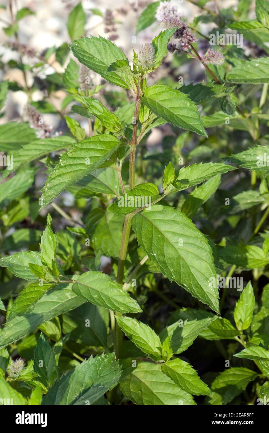 Schweizer Minze, Mentha spicata, Swiss, Heilpflanzen Stock Photo Alamy