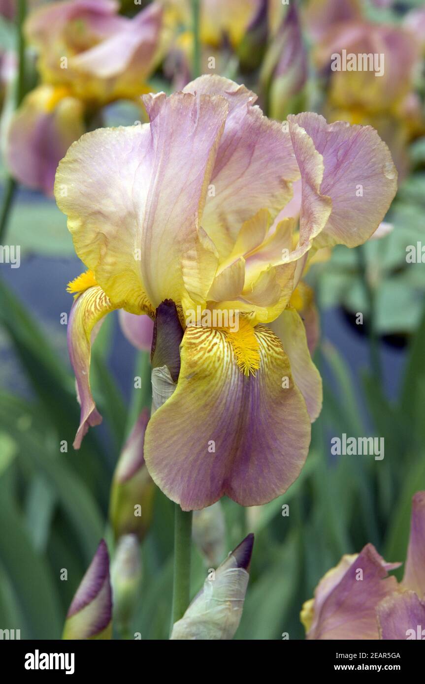 Schwertlilien, Iris Stock Photo