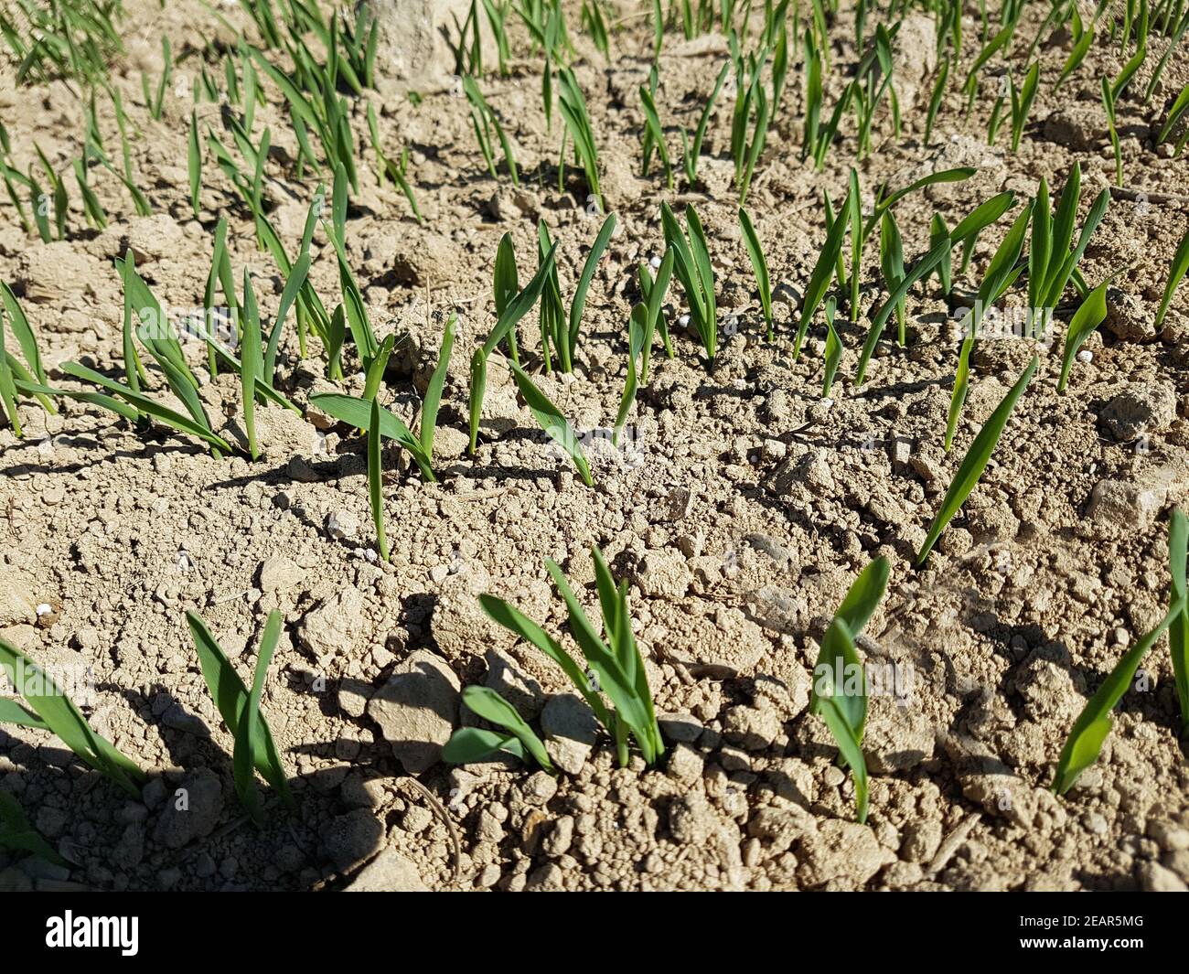 Getreide  Keimling  Jungpflanzen Stock Photo