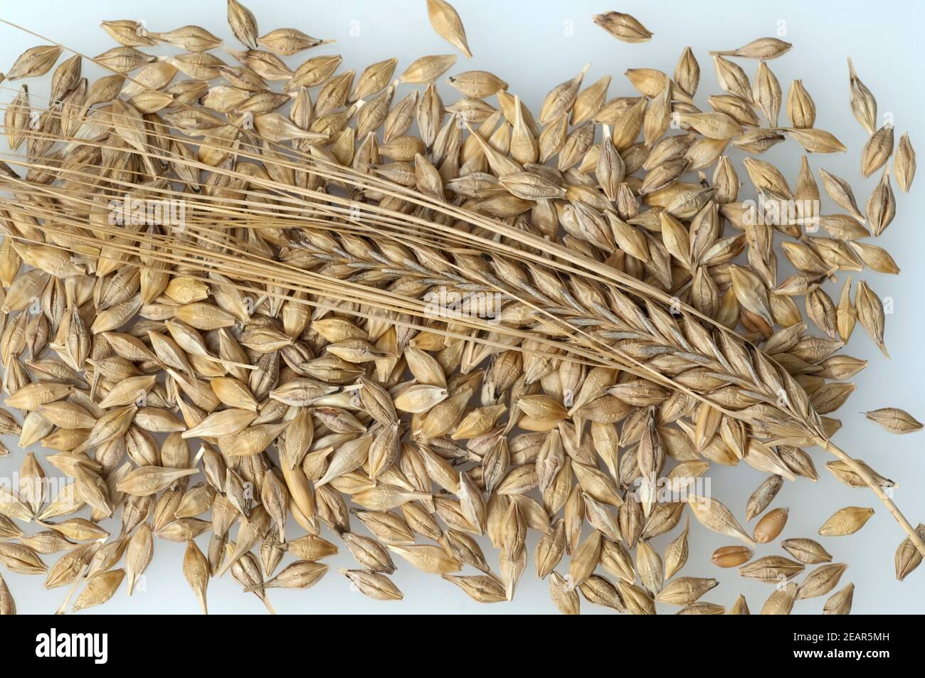 Gerstenaehren; Gerstenkoerner; Gerste Stock Photo - Alamy