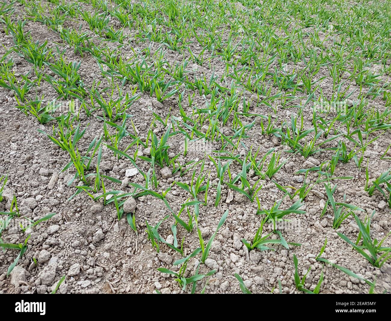 Getreide  Keimling, Jungpflanzen Stock Photo
