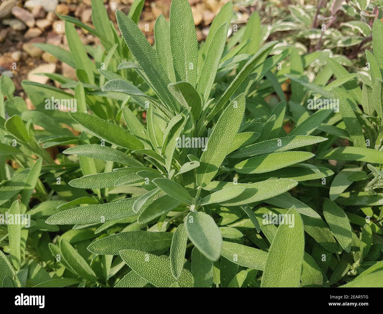 Spanischer Salbei, Salvia lavandulacea, Kraeuter, Heilpflanze Stock Photo