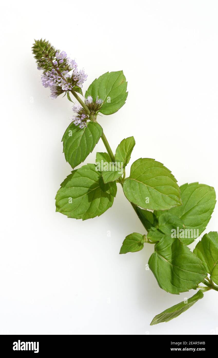 Peppermint mentha x piperita hi-res stock photography and images - Alamy