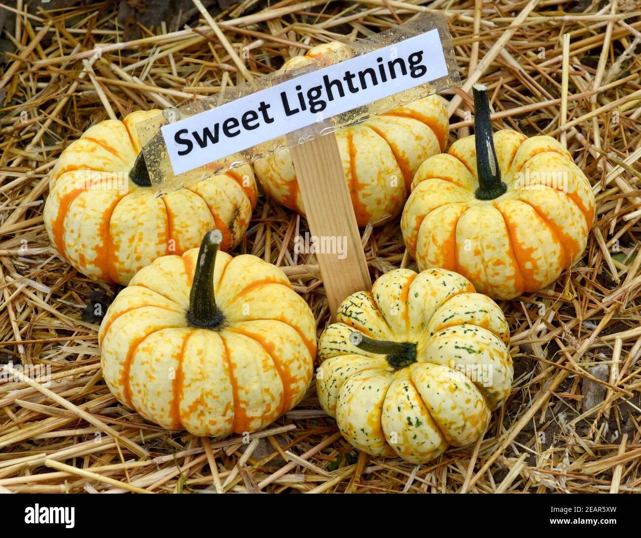 Sweet Lightning, Kuerbis, Speisekuerbis Stock Photo