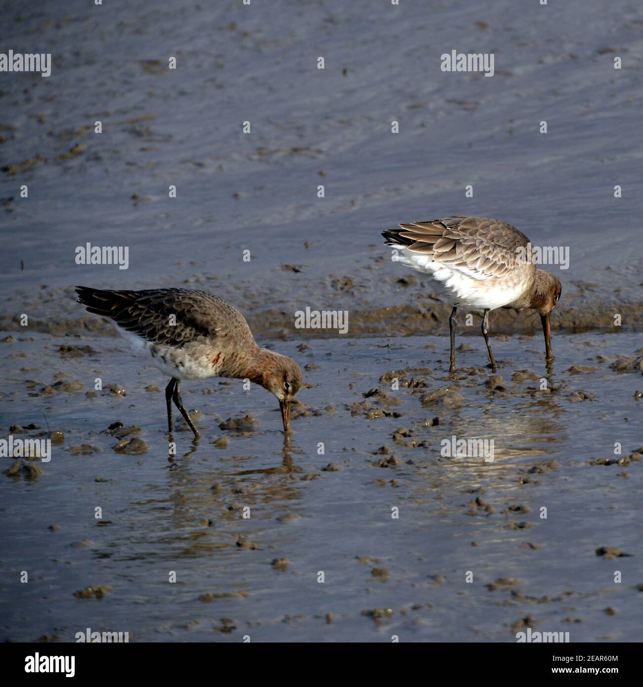 Greenshanks probe in muddy beaches for worms and small marine invertebrates, Gower, Wales Stock Photo