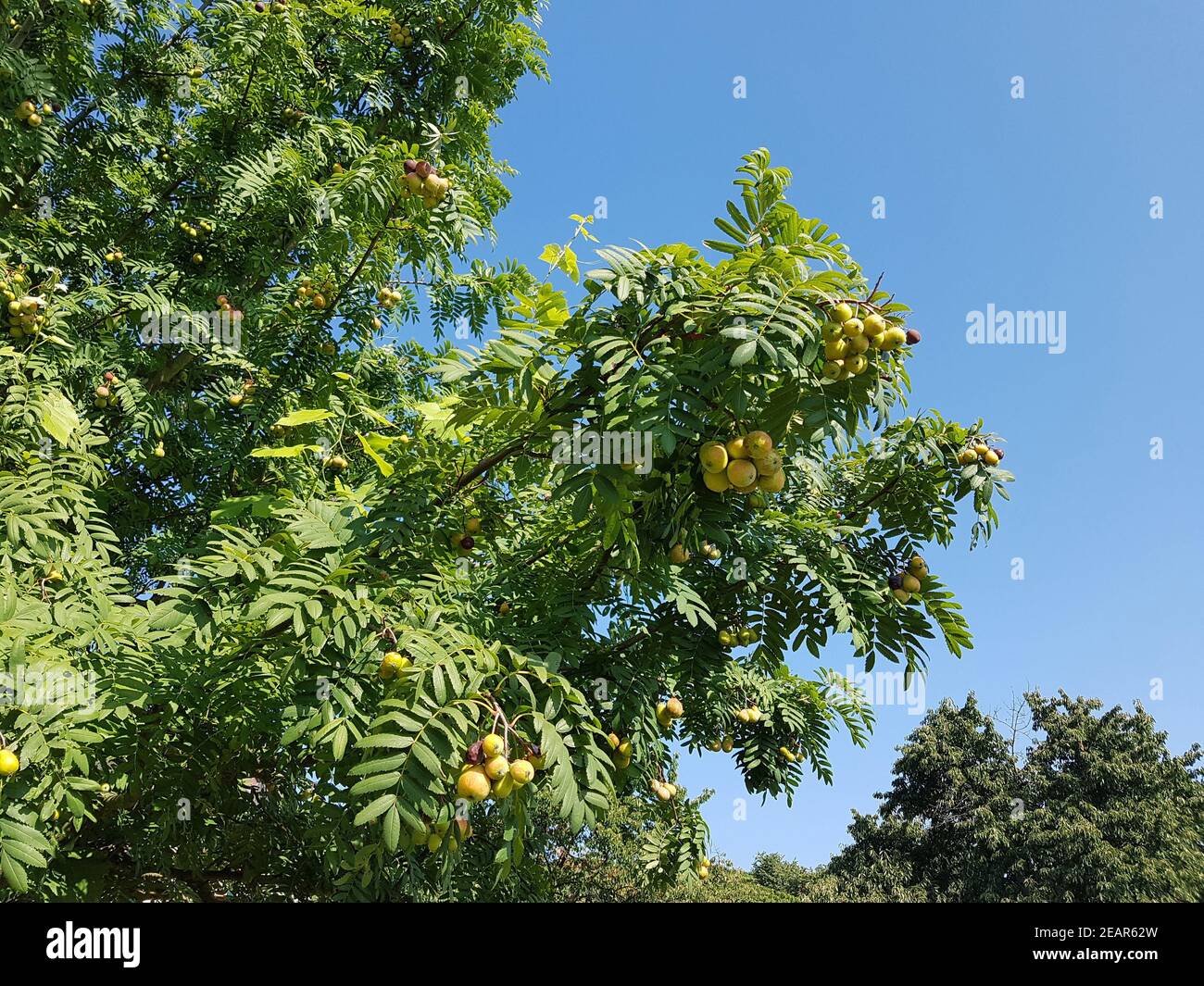 Speierling  Sorbus  domestica  Obst  Obstbaum Stock Photo