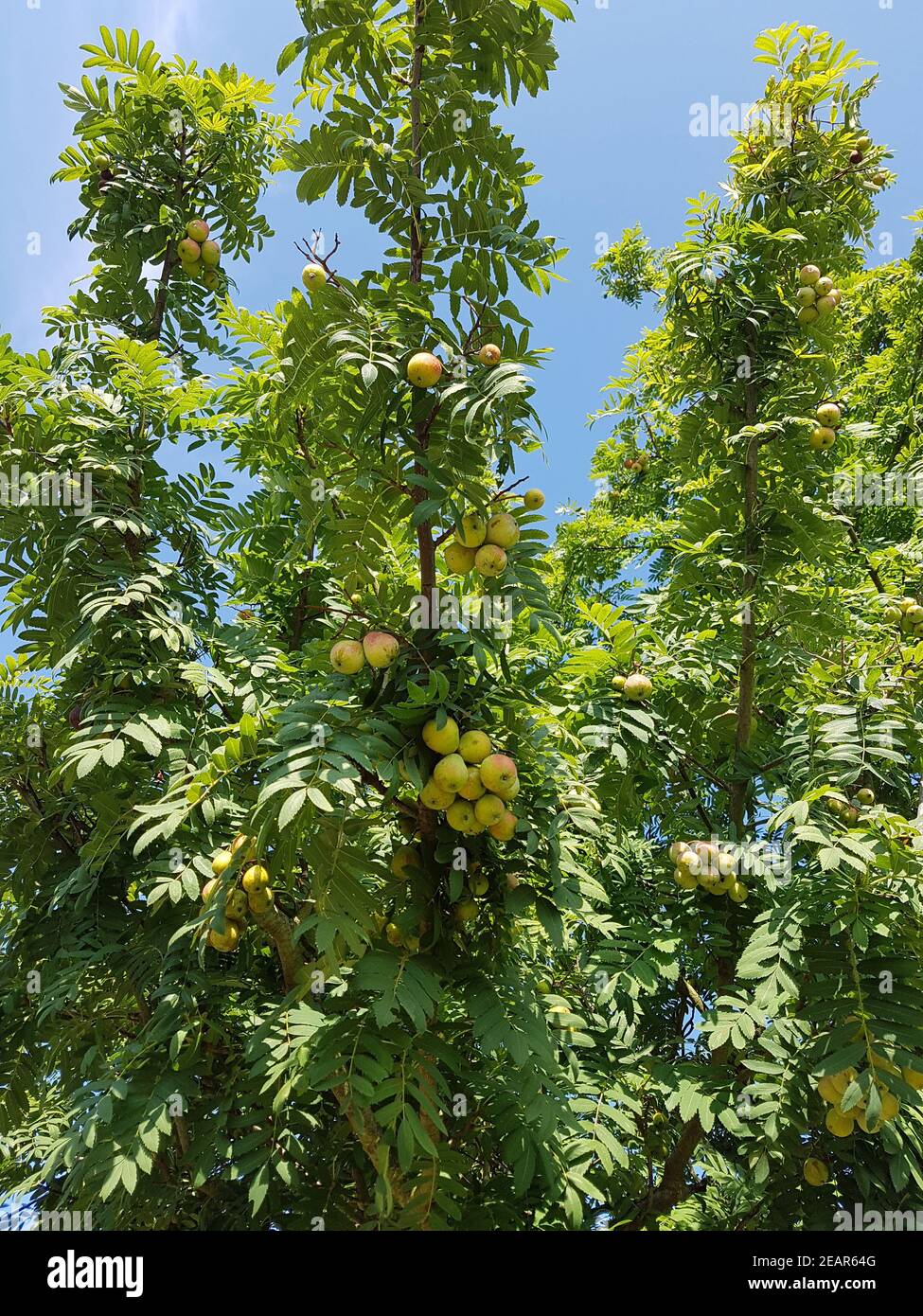 Speierling  Sorbus  domestica  Obst  Obstbaum Stock Photo