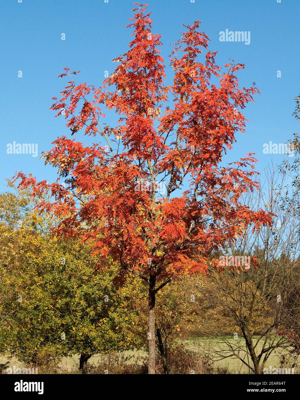 Speierling  Sorbus  domestica  Herbst Stock Photo