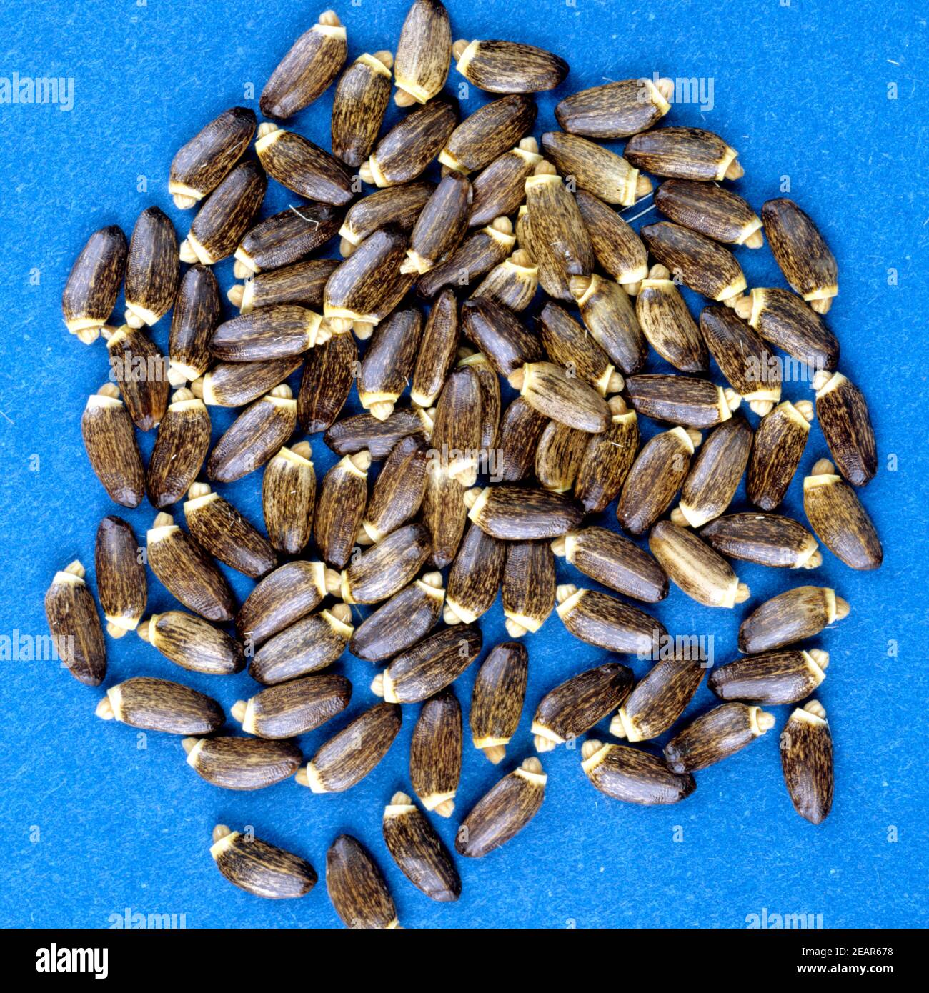 Mariendistelsamen Stock Photo