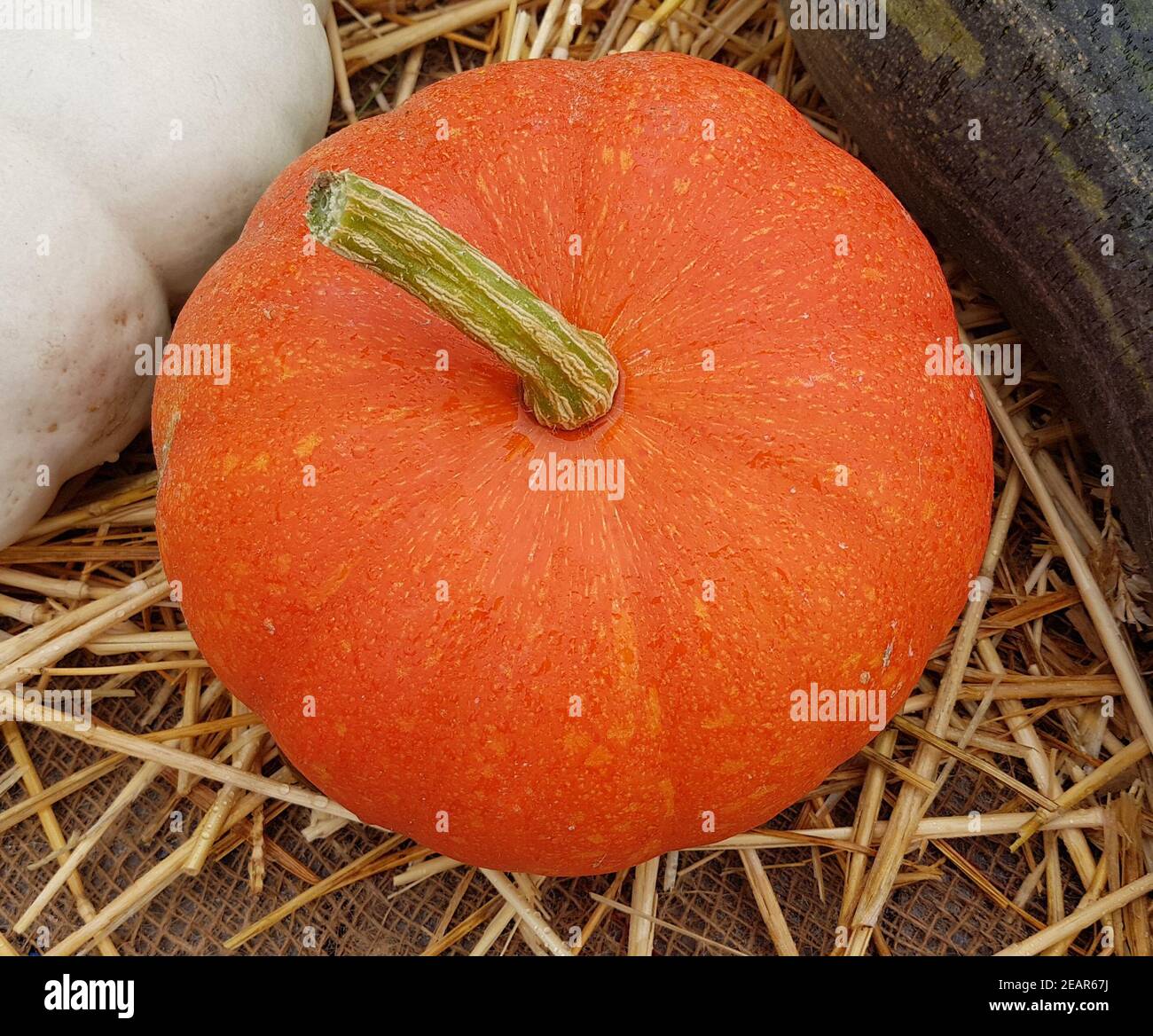 Hokkaido, Kuerbis, Speisekuerbis Stock Photo - Alamy