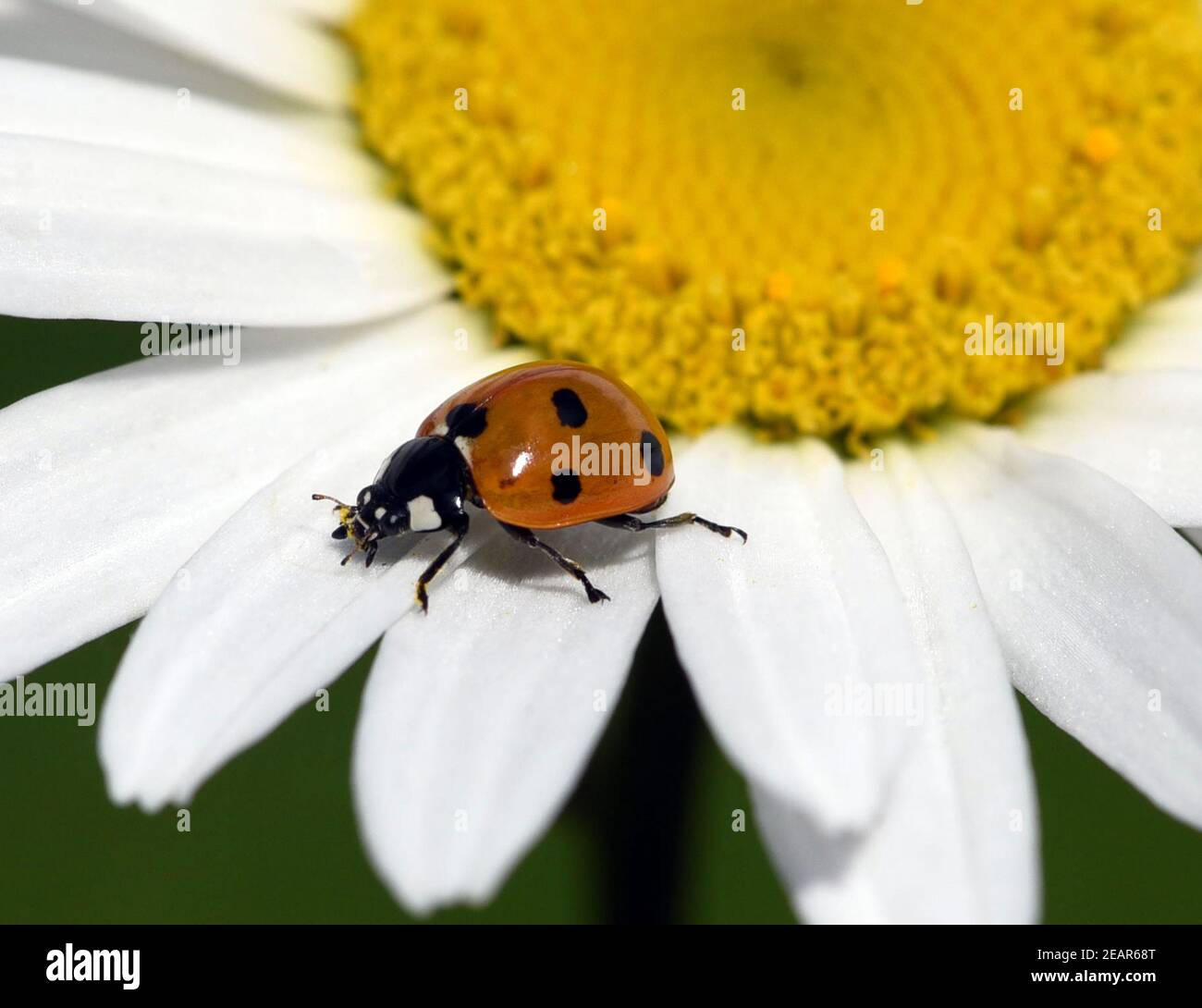 Siebenpunkt marienkaefer hi-res stock photography and images - Alamy