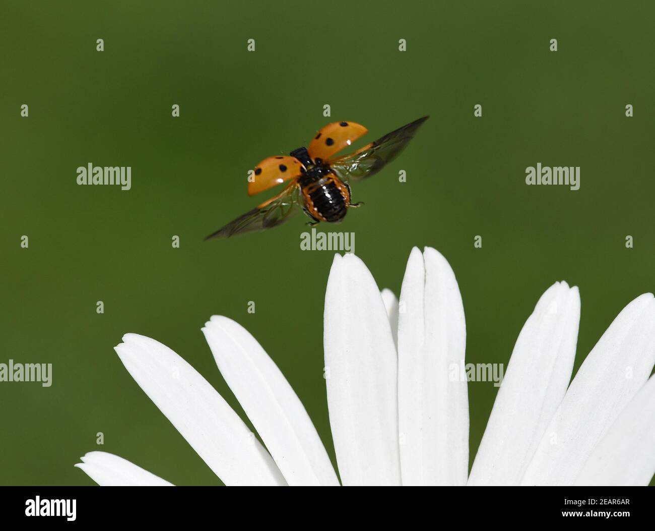 Siebenpunkt marienkaefer hi-res stock photography and images - Alamy
