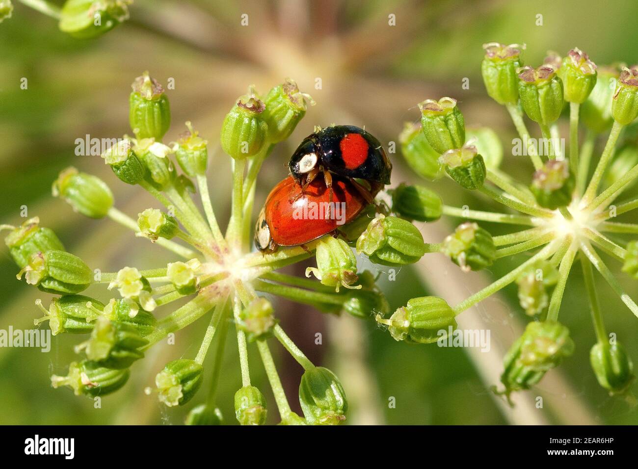 Marienkaeferarten hi-res stock photography and images - Alamy