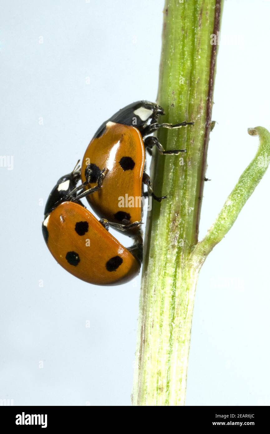 Marienkaeferarten hi-res stock photography and images - Alamy