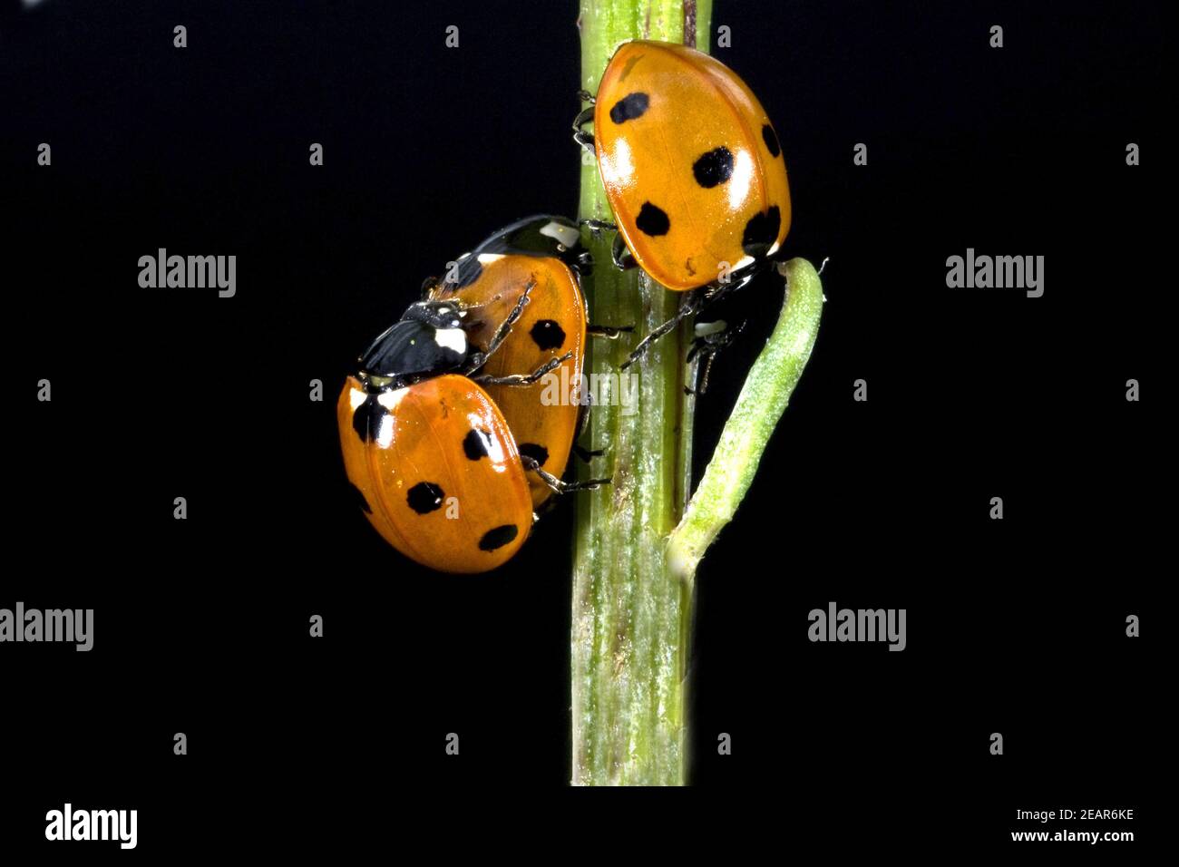 Marienkaeferarten hi-res stock photography and images - Alamy