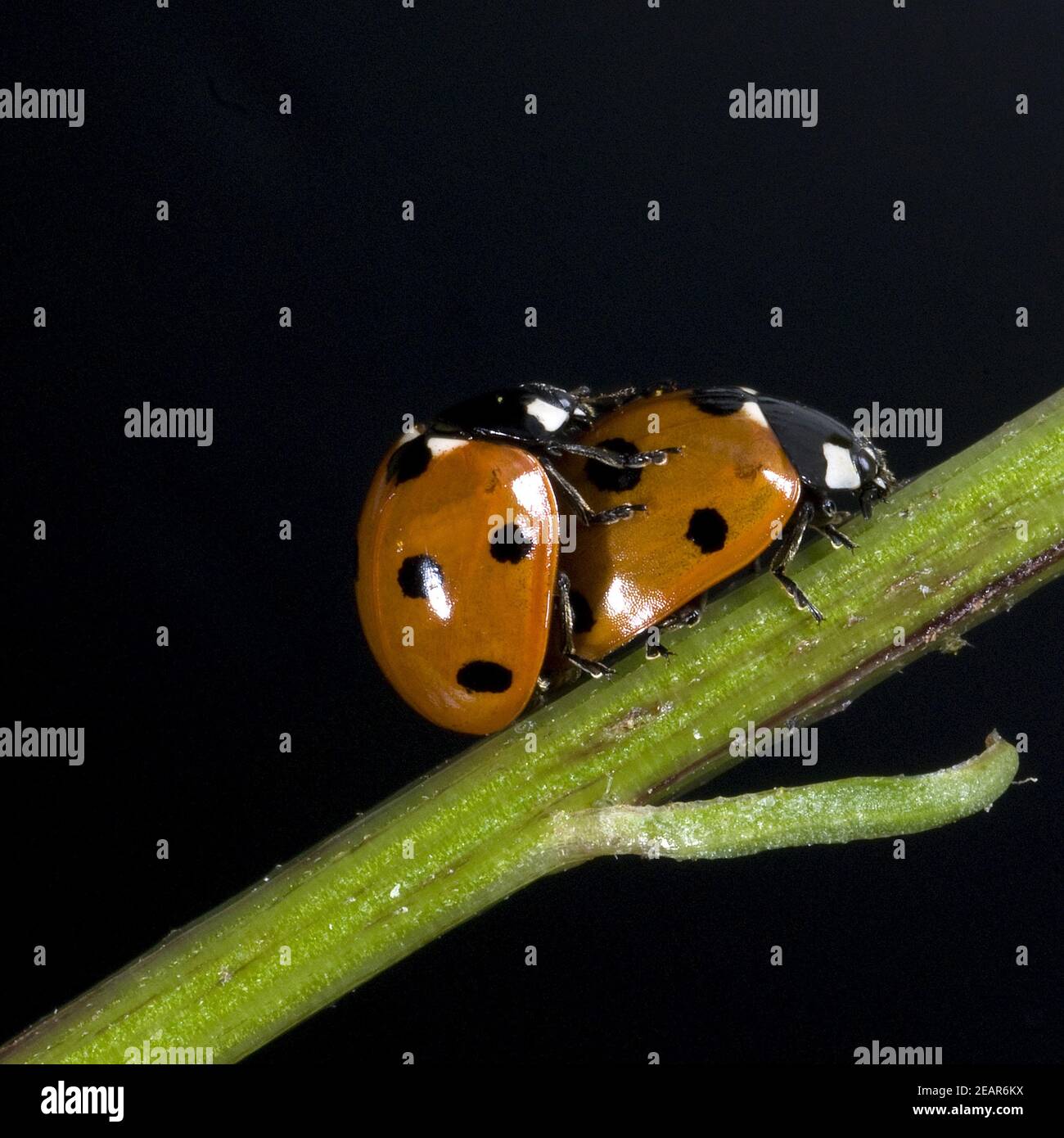Marienkaeferarten hi-res stock photography and images - Alamy