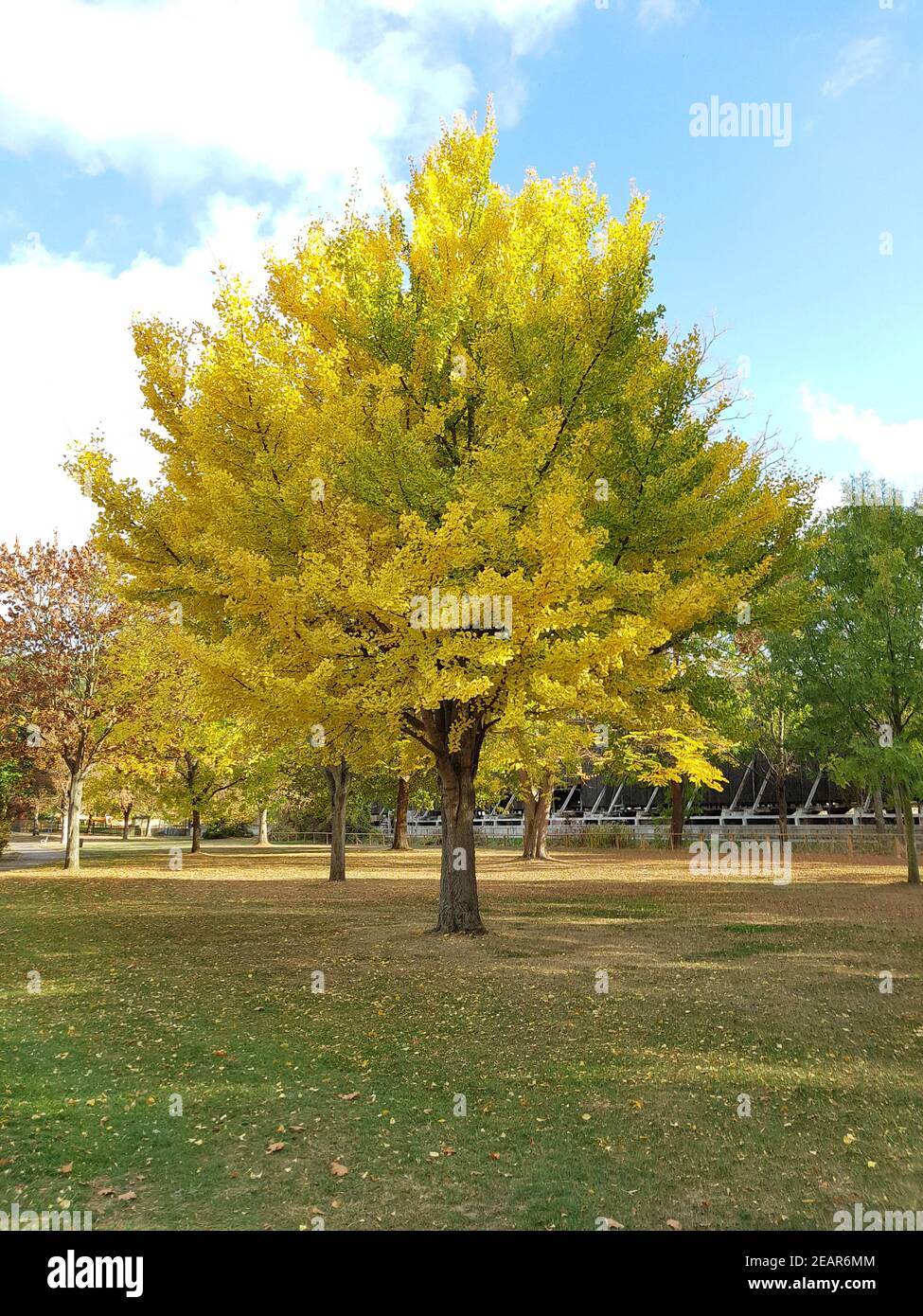 Ginkgobaum, Ginkgo biloba Stock Photo Alamy