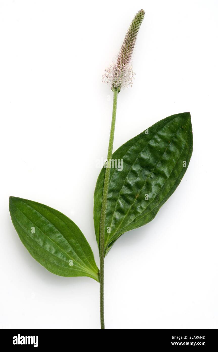 Spitzwegerich, Plantago Lanceolata Stock Photo