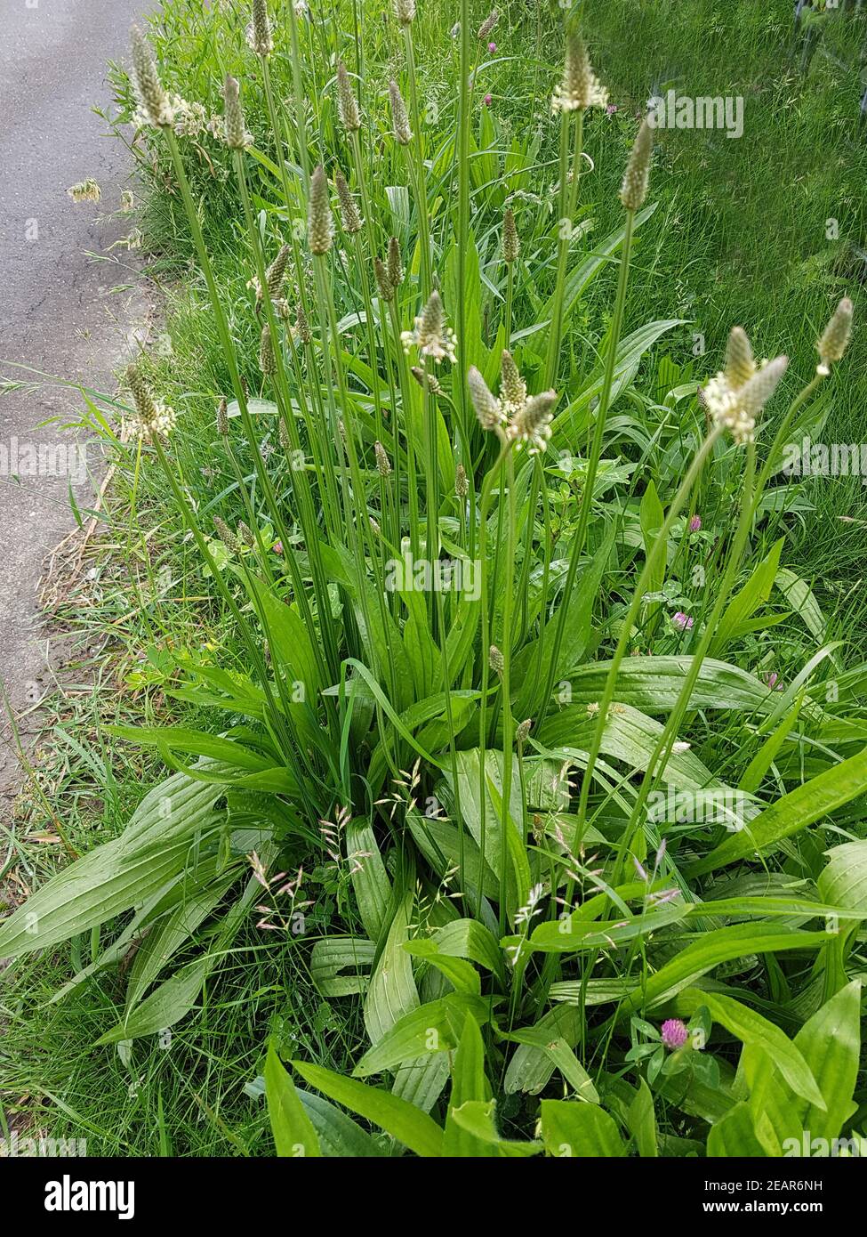 Spitzwegerich, Plantago lanceolata Stock Photo