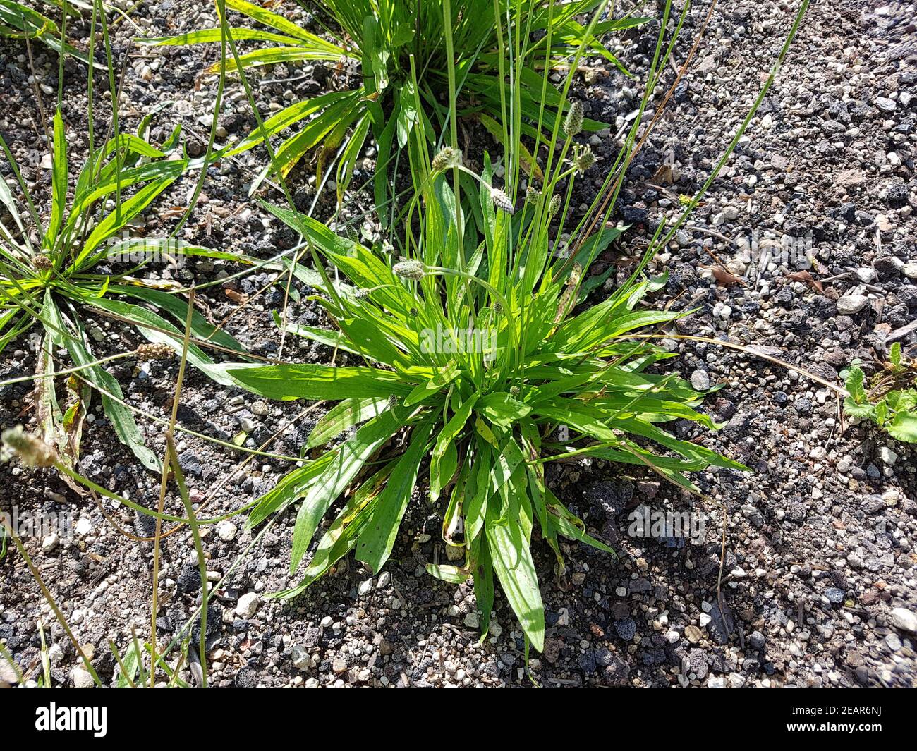 Spitzwegerich  Plantago  Lanceolata  Heilpflanze Stock Photo