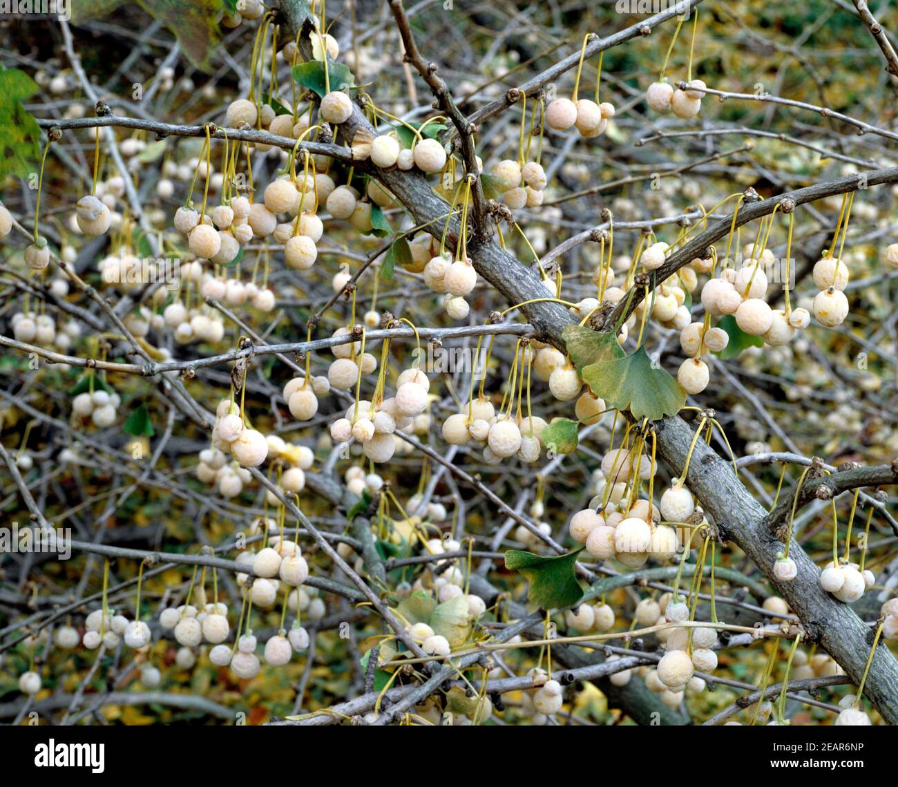 Ginkgo-Samen  Reife Stock Photo