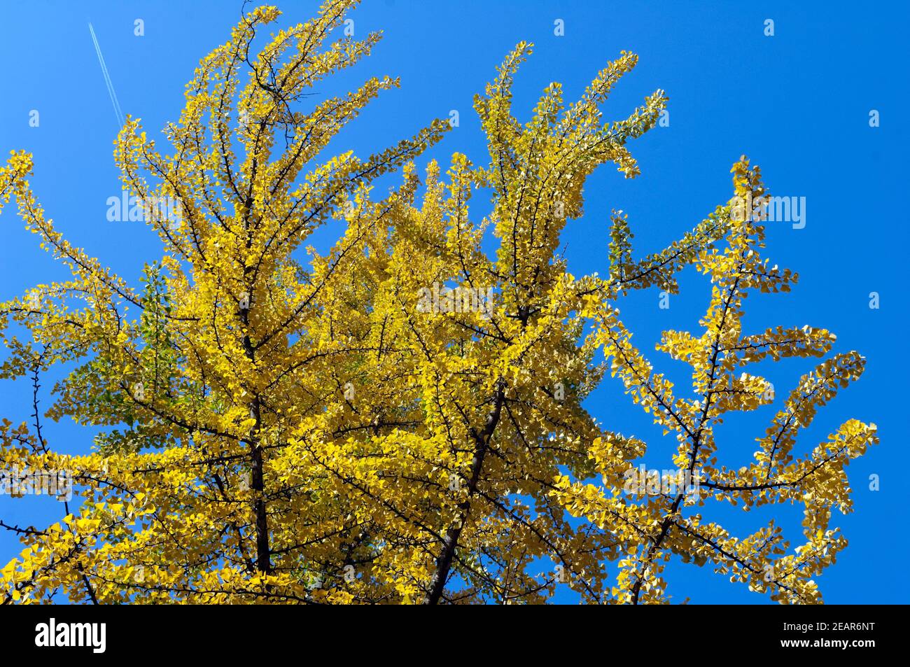 Ginkgo biloba, Baum, Herbst Stock Photo Alamy