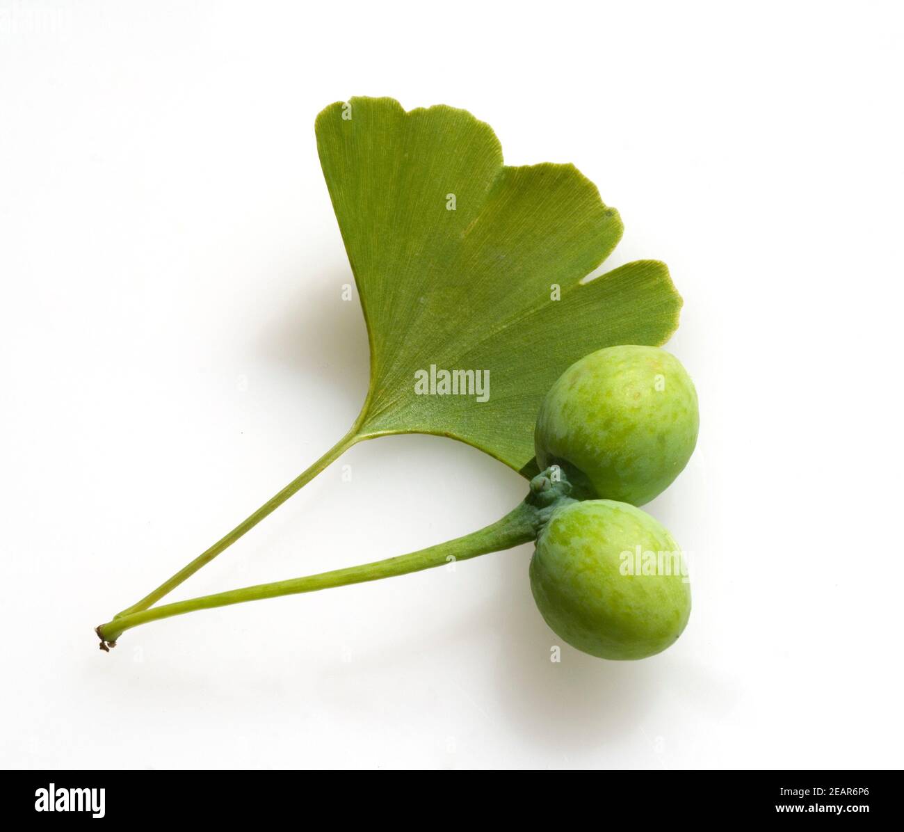 Ginkgo biloba, Samen, Blatt, Nadel Stock Photo