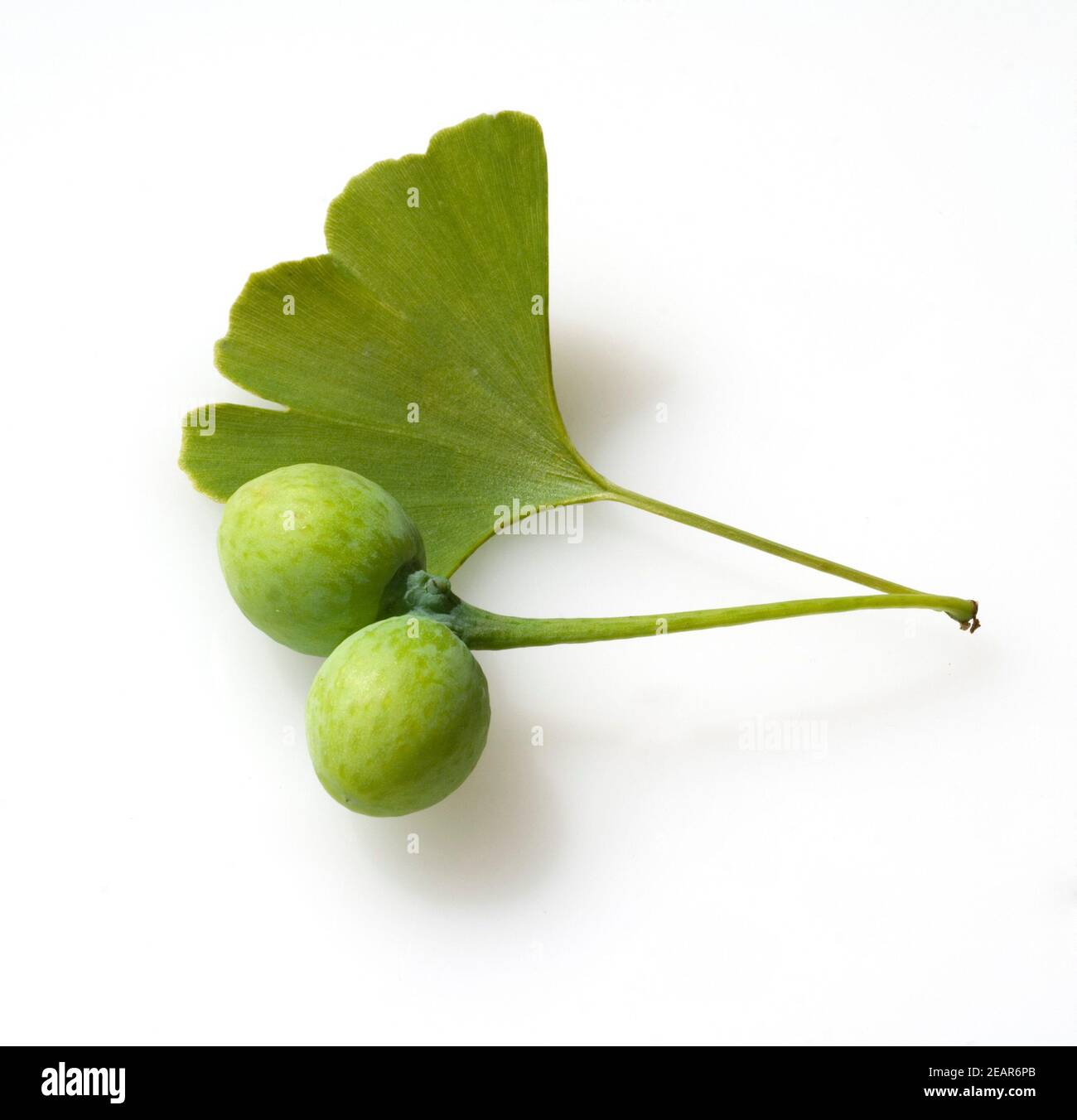 Ginkgo biloba, Samen, Blatt, Nadel Stock Photo