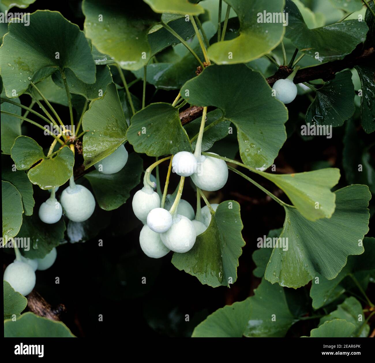 Ginkgo-Samen  Frucht Stock Photo