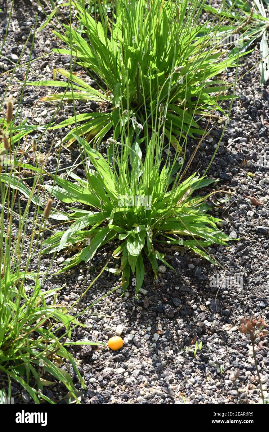 Spitzwegerich  Plantago  Lanceolata  Heilpflanze Stock Photo