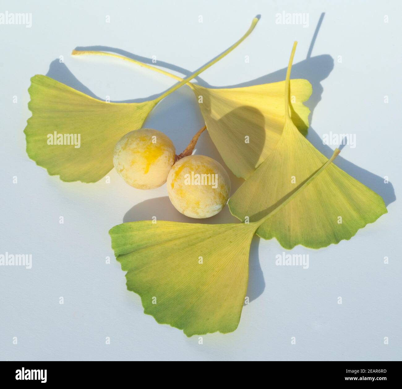Ginkgo-Samen, Reife, Samen, Stock Photo
