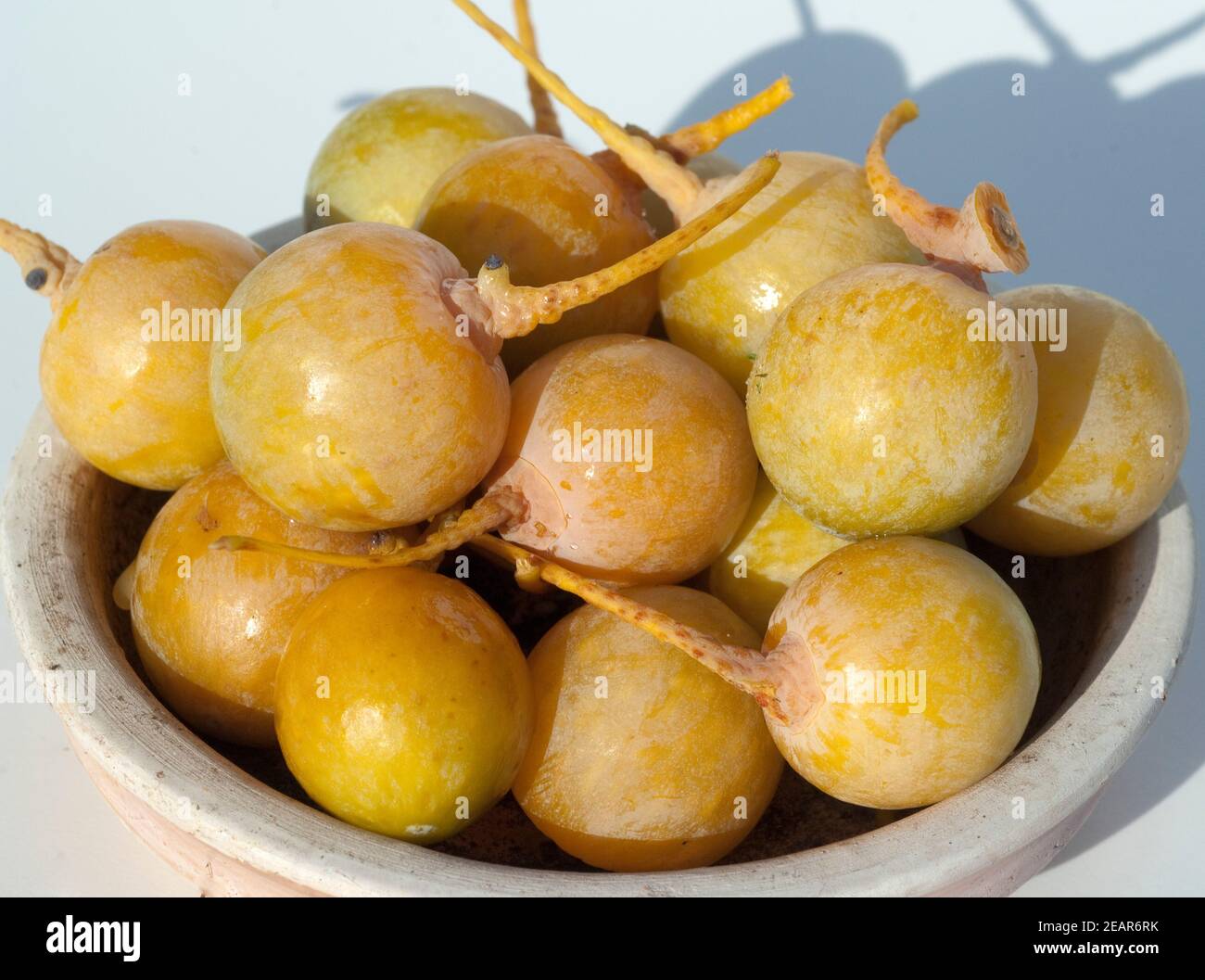 Ginkgo-Samen, Reife, Samen, Stock Photo