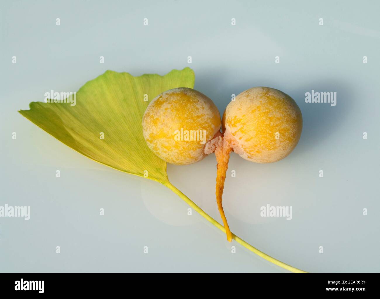 Ginkgo-Samen, Reife, Samen, Stock Photo