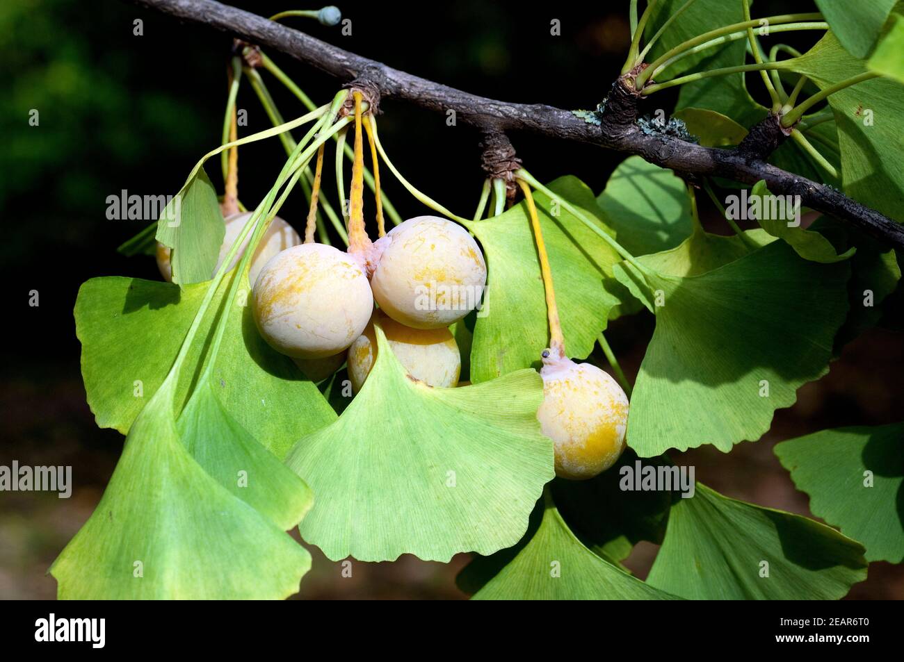 Ginkgo-Samen, Reife, Samen, Stock Photo