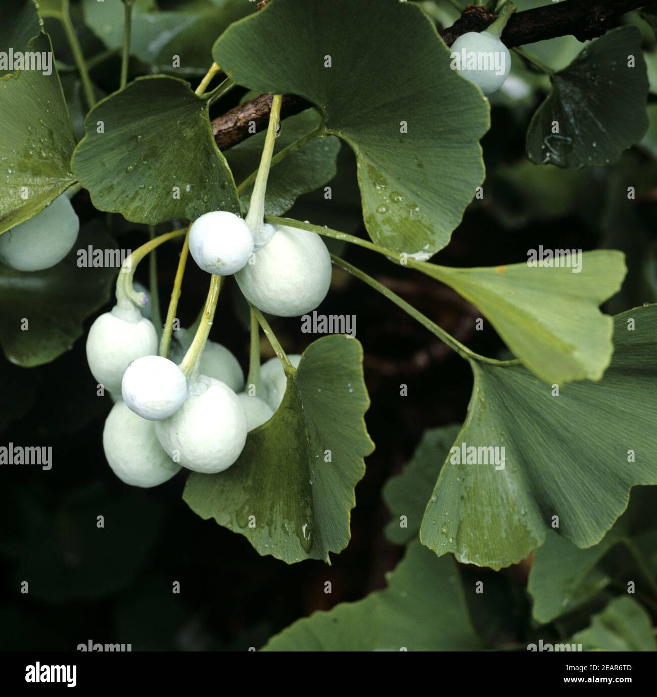 Ginkgo-Samen, Reife, Samen, Stock Photo