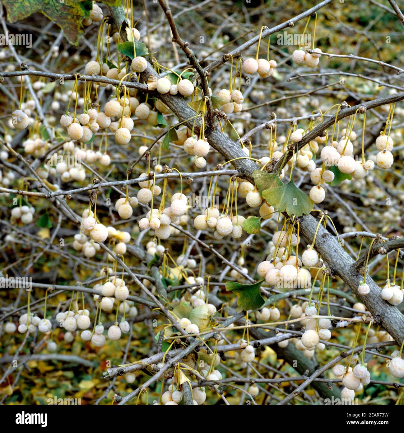 Ginkgo-Samen Stock Photo