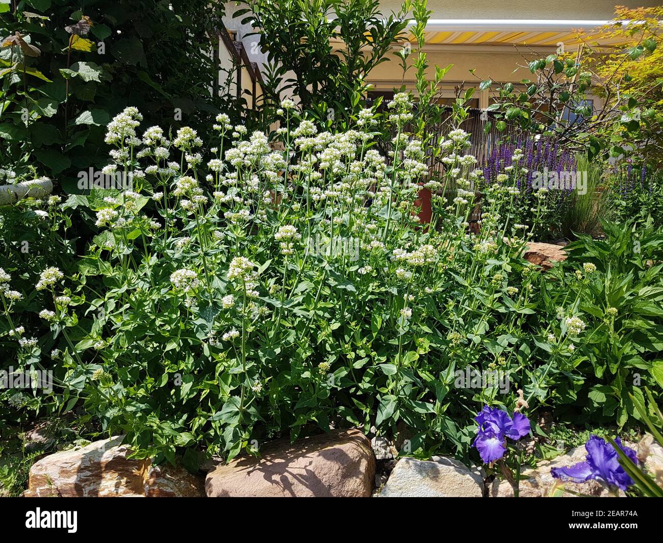 Spornblume  Blume, Sommerblume, Gartenblume, Centranthus  ruber Stock Photo