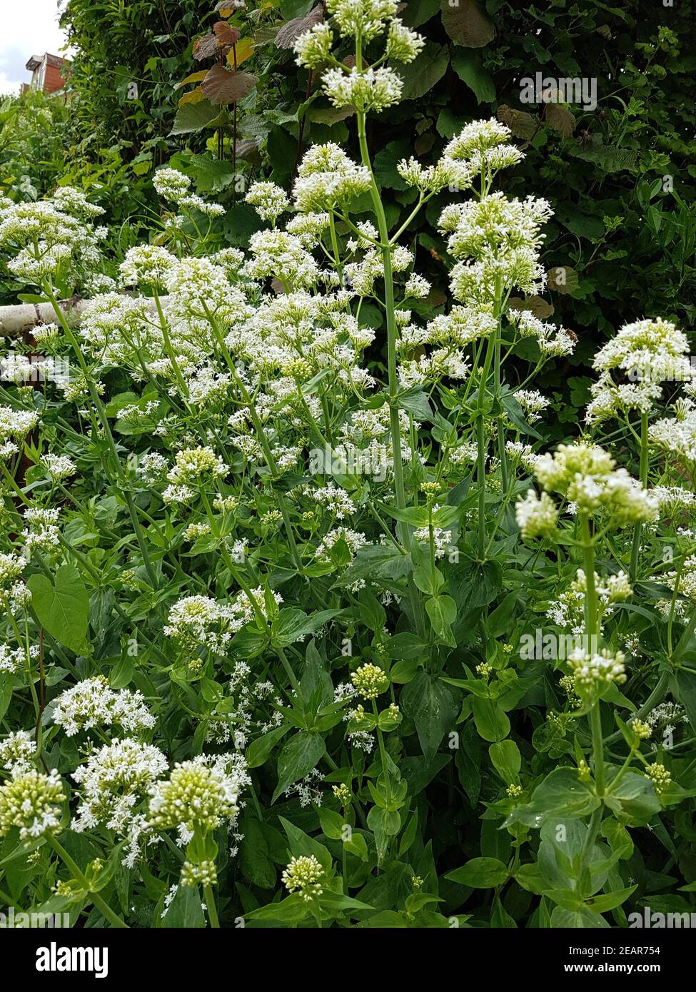 Spornblume  Blume, Sommerblume, Centranthus, weisse, alba Stock Photo