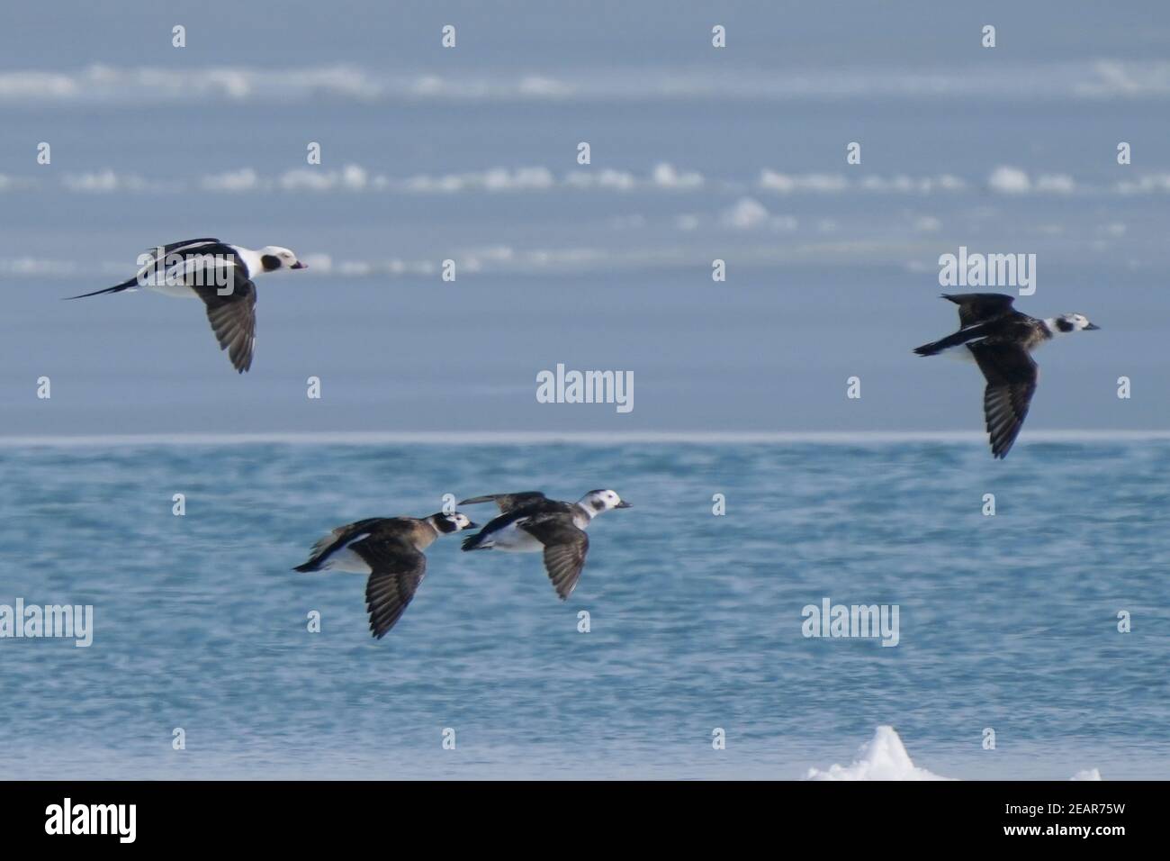 Long Tailed ducks in flight over partially frozen bay Stock Photo