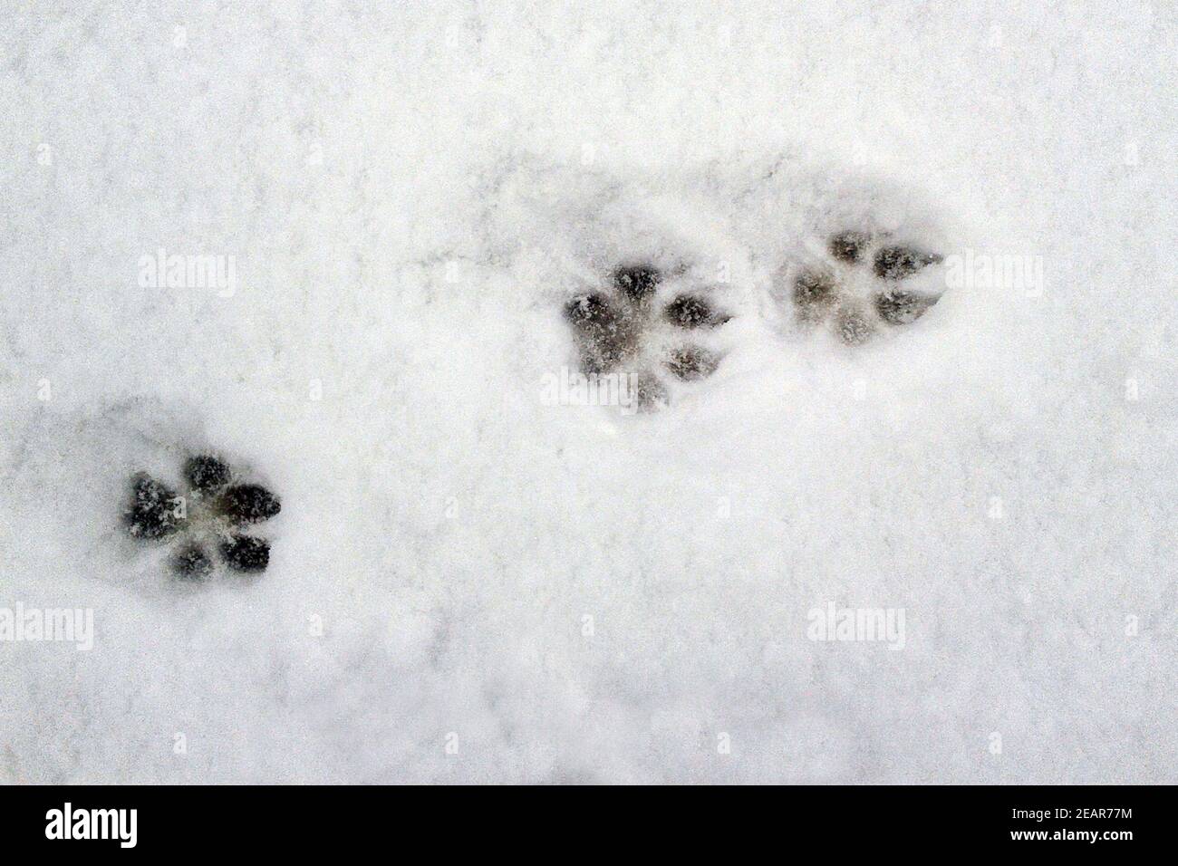 Hundespuren, Spuren im  Schnee Stock Photo