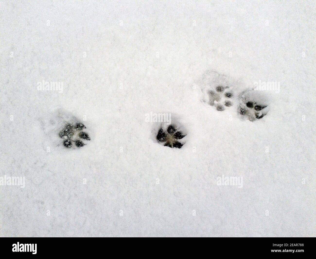 Hundespuren, Spuren im  Schnee Stock Photo