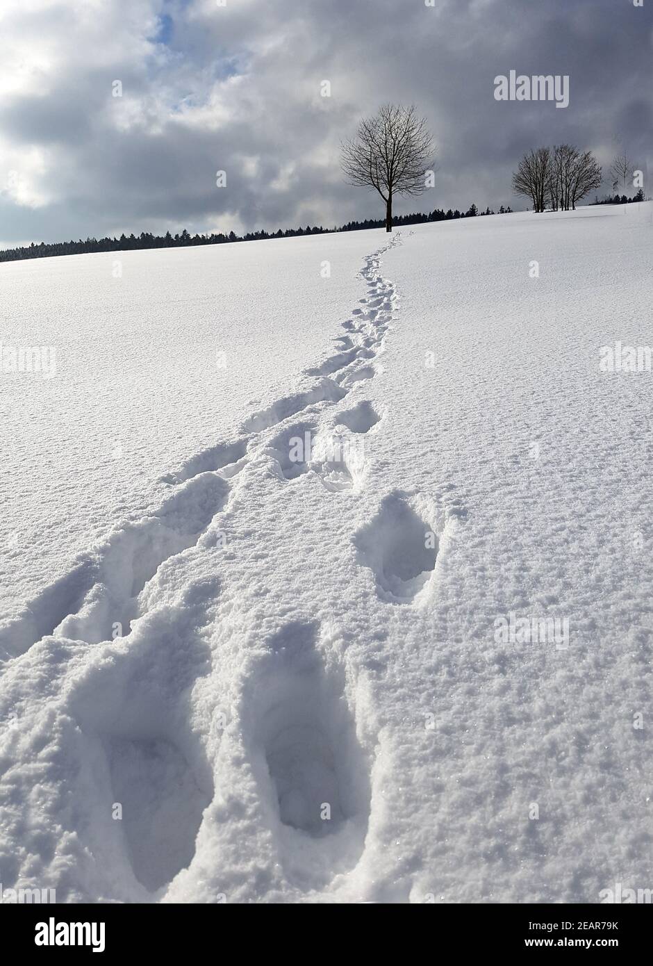 Fussspuren, Spuren, Schnee Stock Photo