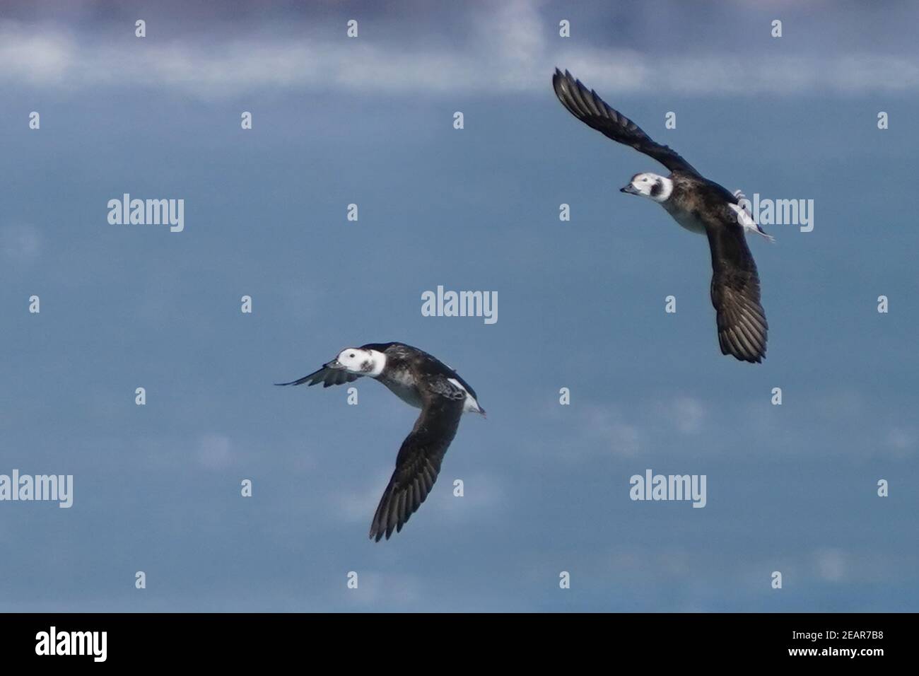 Long Tailed ducks in flight over partially frozen bay Stock Photo