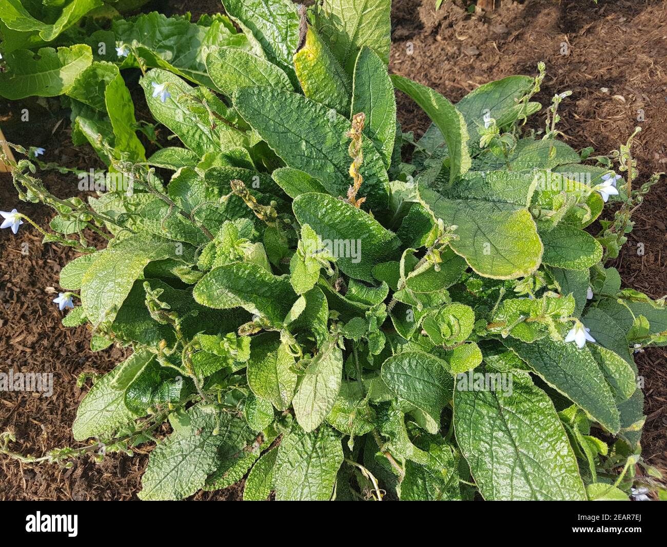 Stauden Borretsch, borago pygmaea, Kraeuter, Heilpflanze Stock Photo