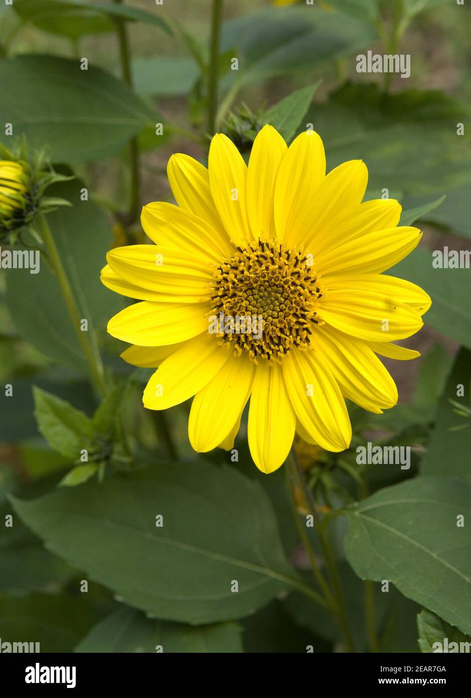 Staudensonnenblume hires stock photography and images Alamy