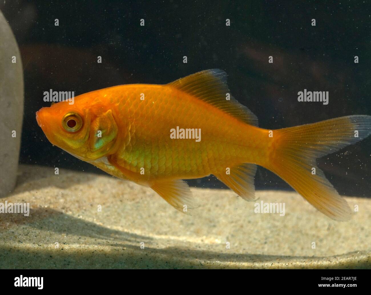 Goldfisch, Carassius gibelio, Suesswasserfisch Stock Photo