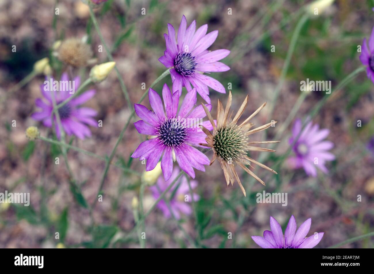 Staengelloser Tragant, Astragalus exscapus Stock Photo