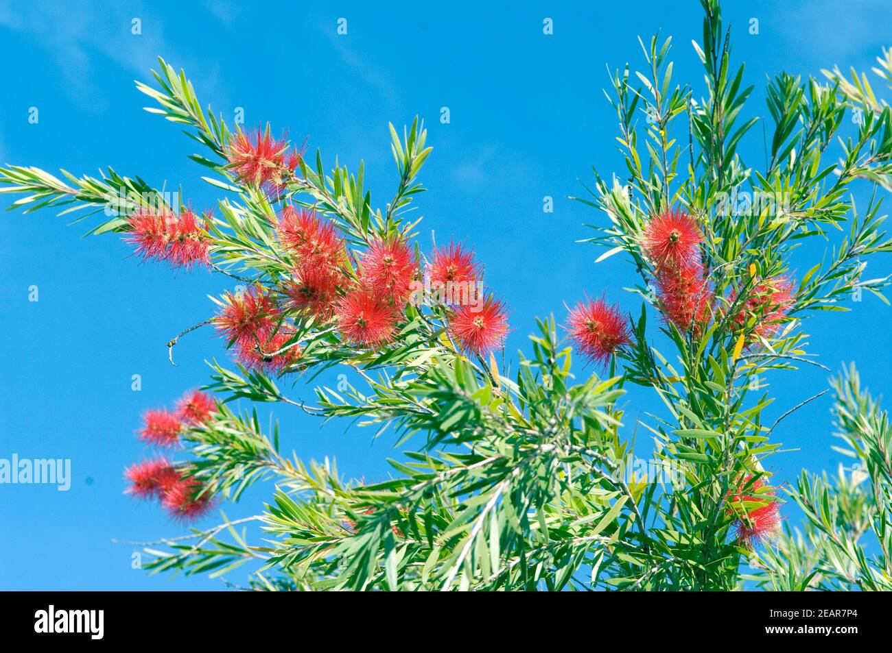Melaleuca genistifolia Stock Photo
