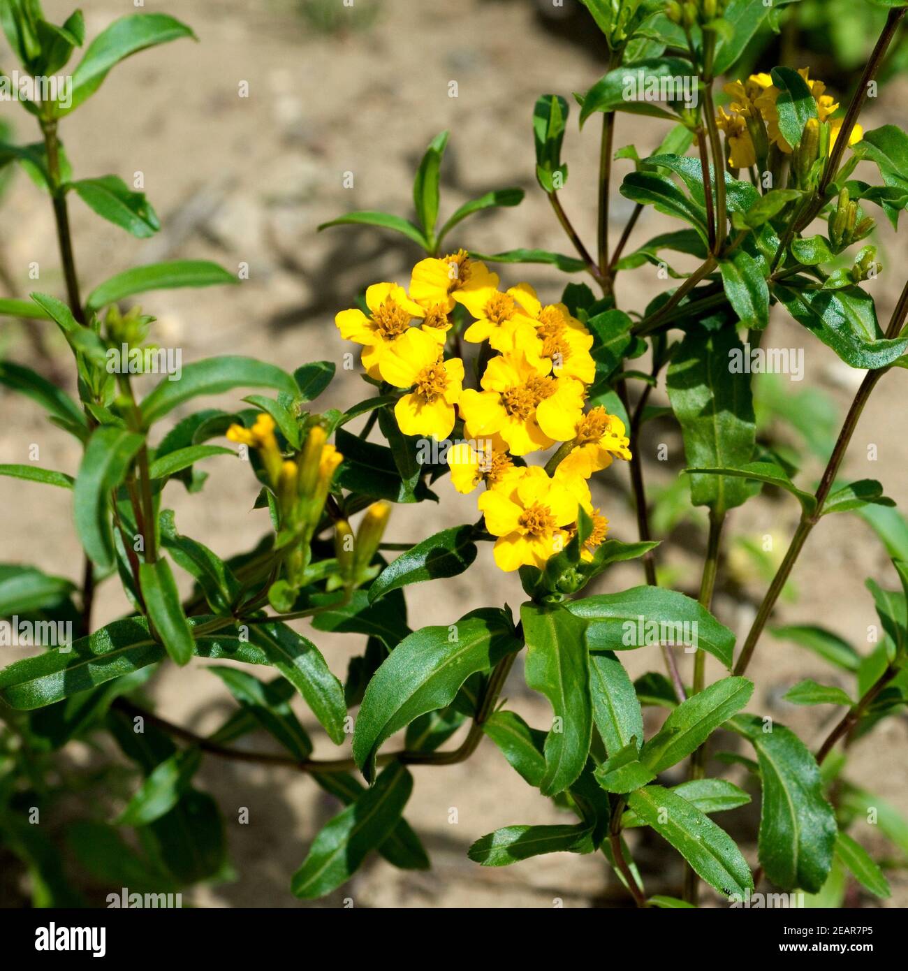 Glaenzende Studentenblume  Tagetes lucida Stock Photo