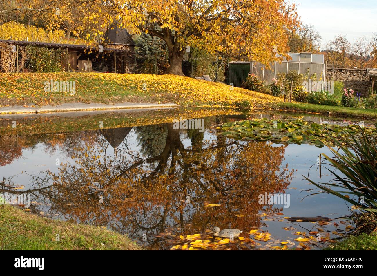 Herbstimpression, Herbst, Teich Stock Photo